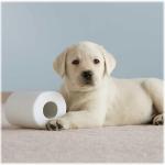 Cottonelle 12456PK Ultra Soft Bath Tissue, 1-Ply, 165 Sheets/Roll, 12/Pack